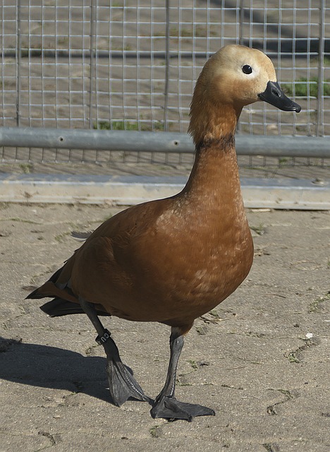上海海港以